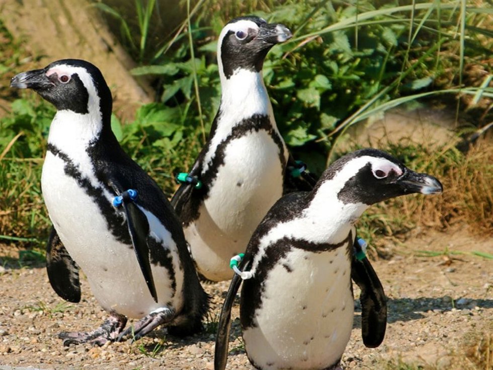 Welttag des Pinguins