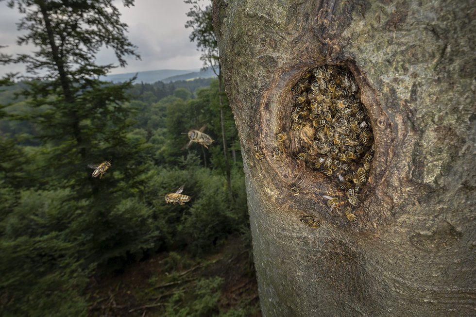 Honigbienen im Wald