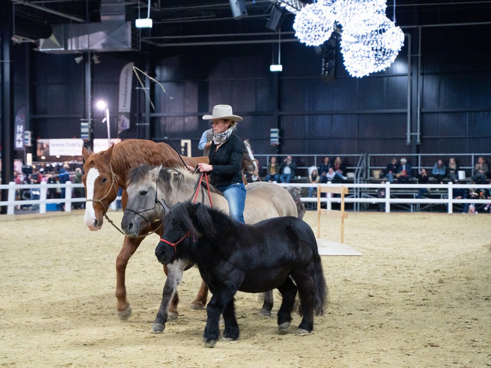 Pferd &amp; Reiter Niederrhein