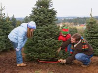 Weihnachtsbaum Schonung, selber schlagen