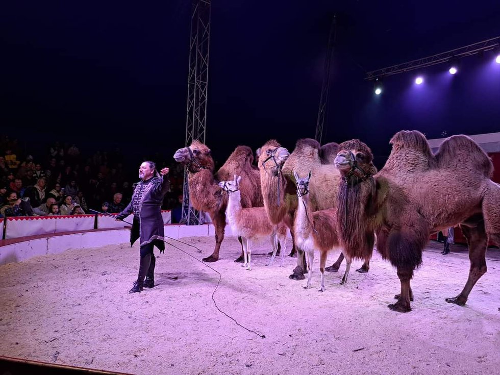 Haaner Weihnachtscircus