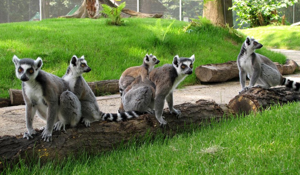 Familienfest im Tierpark Bochum