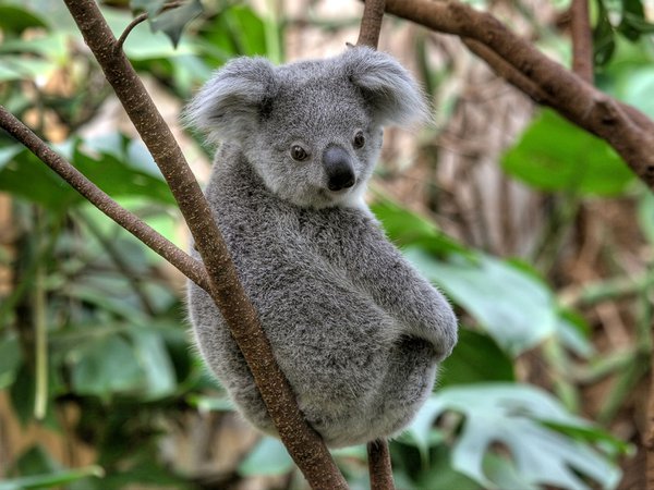 Save-the-koala-day, Zoo Duisburg