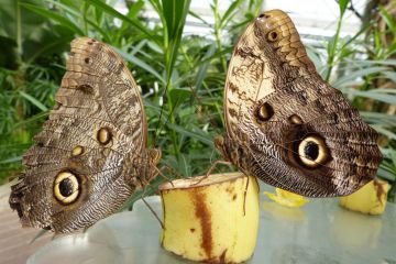 Schmetterlingsexpedition - Bananenfalter