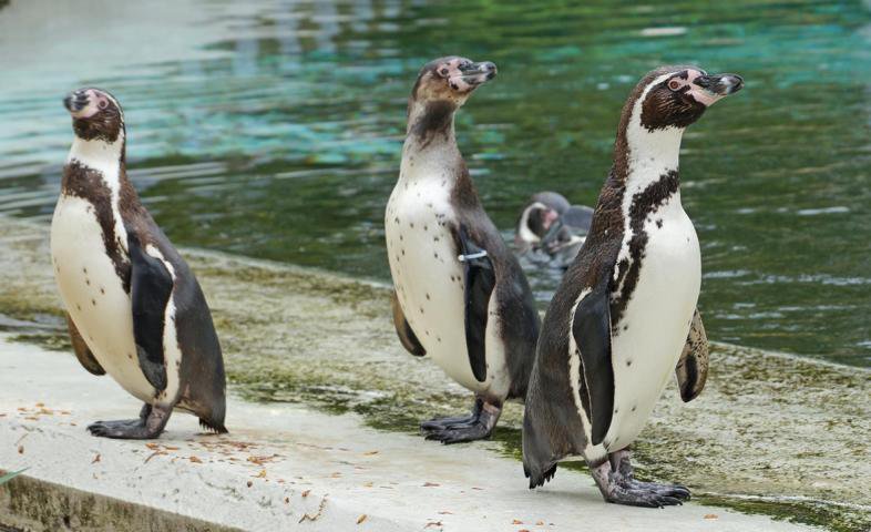 Pinguin-Aktionstag