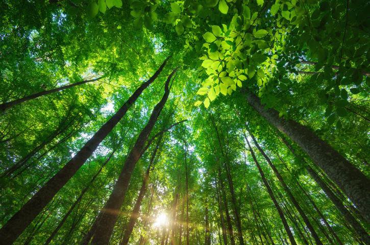 Wald Klima Bäume pflanzen