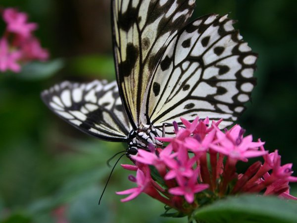 Schmetterlingsexpedition - Weiße Baumnymphe