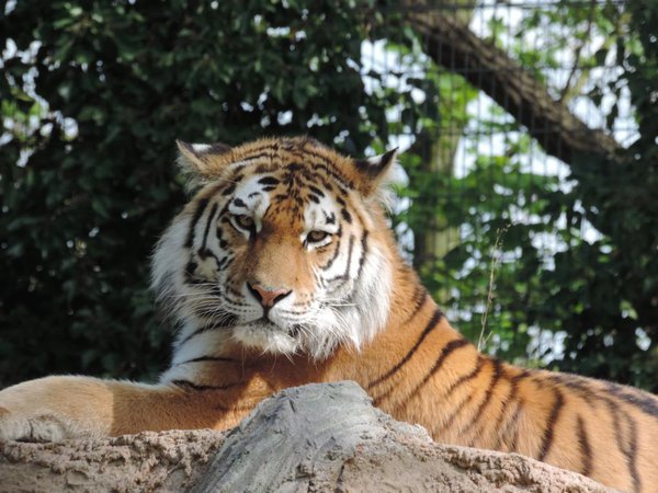 Tiger Dasha im Zoo Duisburg