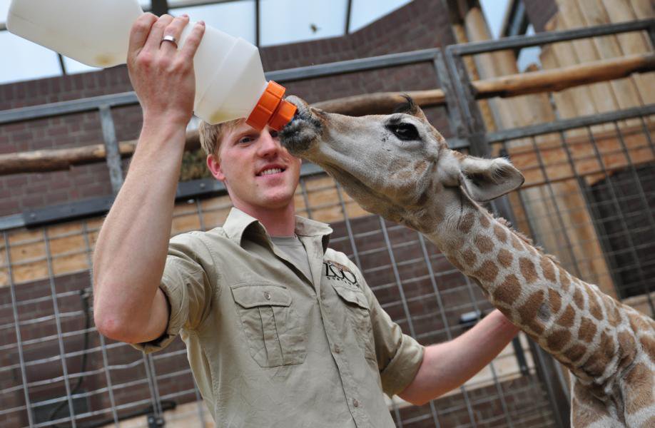 Giraffenbaby im Zoo Dortmund