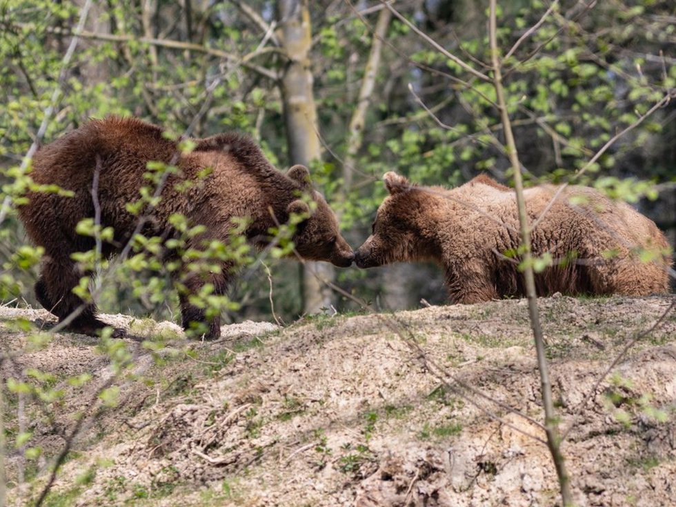 Braunbären im Biotopwildpark Anholter Schweiz