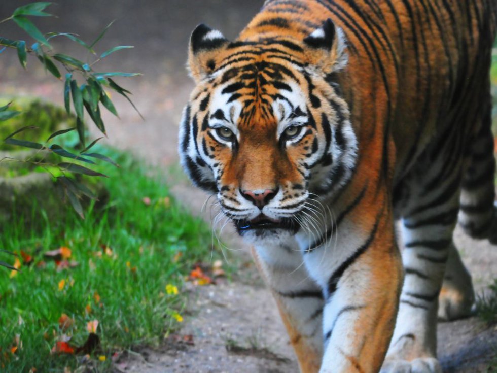 Sumatra Tiger im Allwetterzoo
